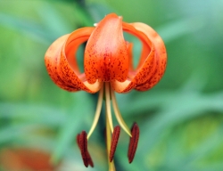 Big burnt orange flowers with deeper coloured spotting